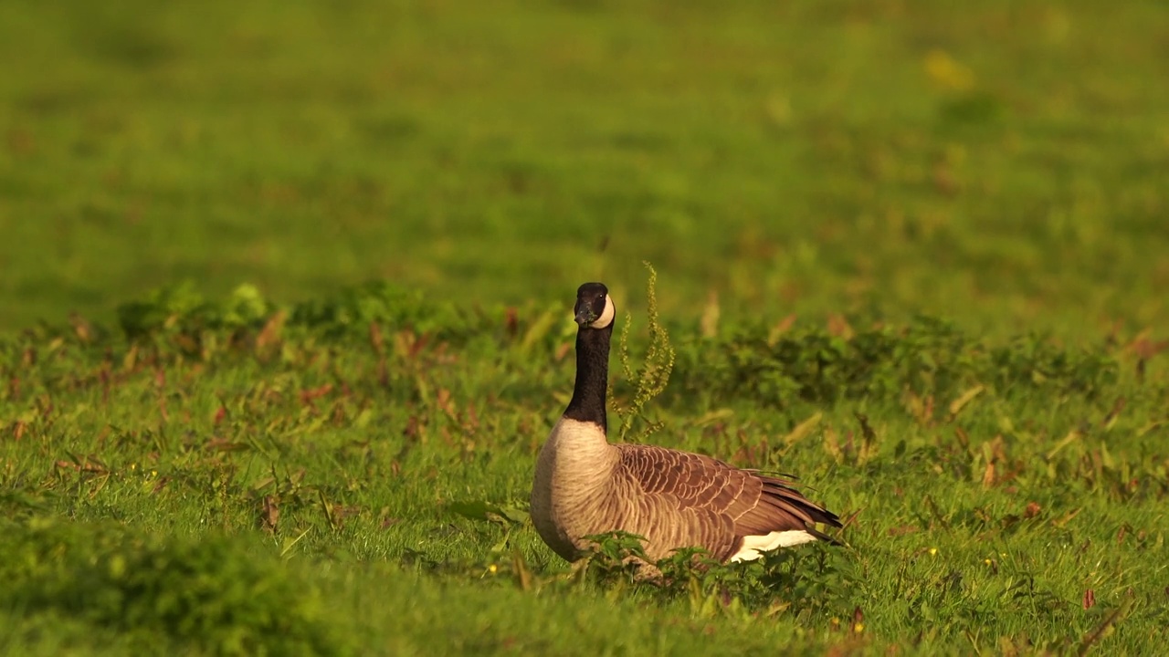 一只四处张望的加拿大鹅(Branta canadensis)或加拿大鹅视频素材