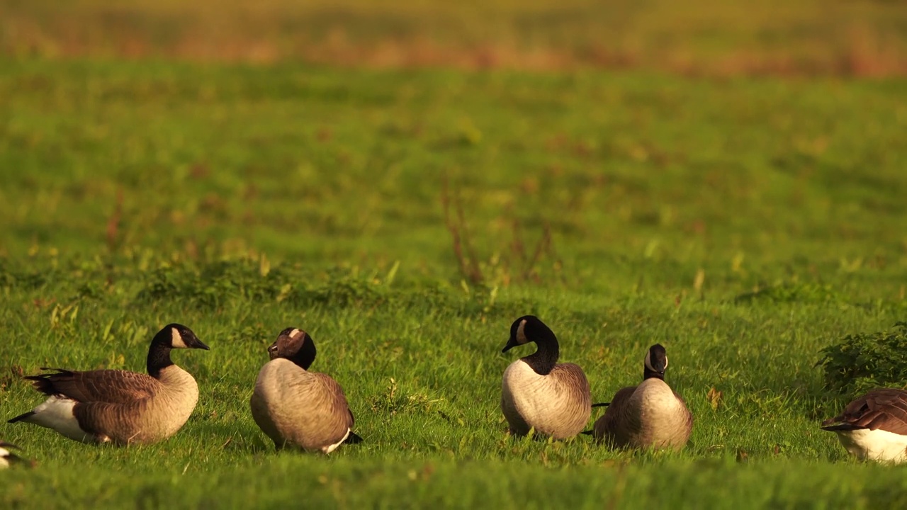 加拿大鹅(Branta canadensis)或在草地上擦羽毛的加拿大鹅视频素材