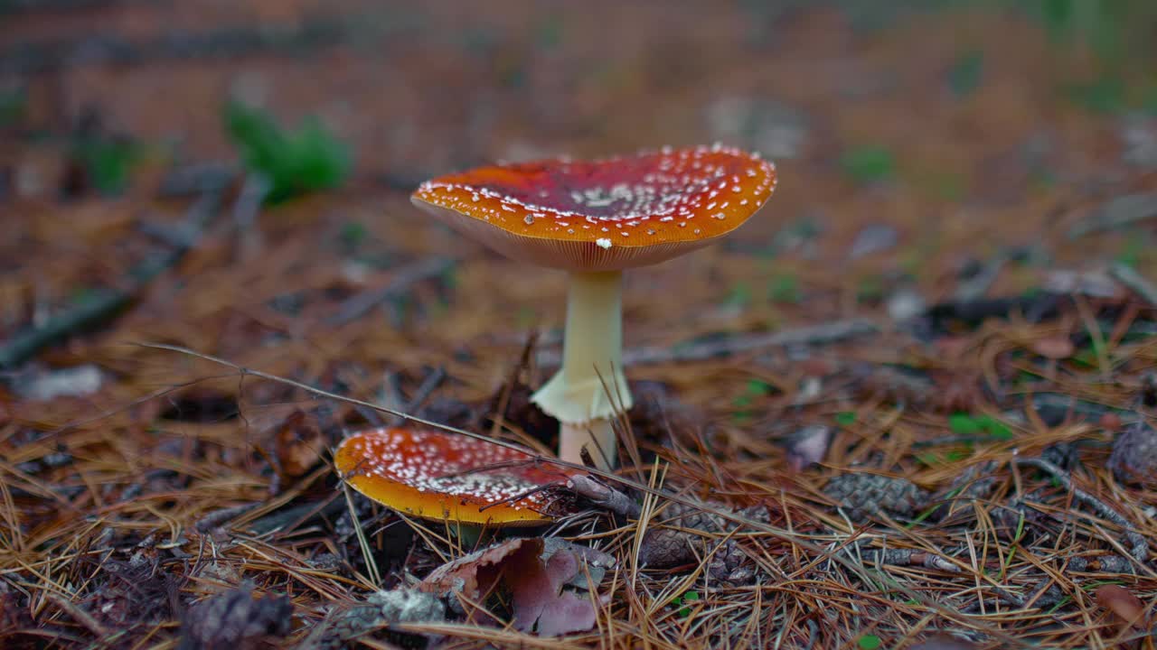 森林里的毒蘑菇，红帽子上有白点。苍蝇木耳生长在森林里，是一种危险的蘑菇。秋天采蘑菇。4 k, ProRes视频素材