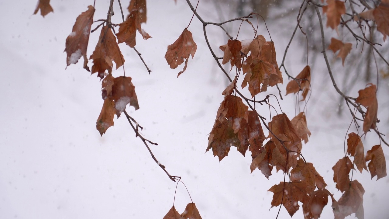 暴风雪中的落叶视频下载