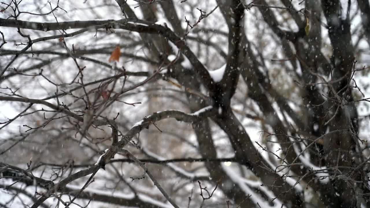 雪随树飘落视频下载