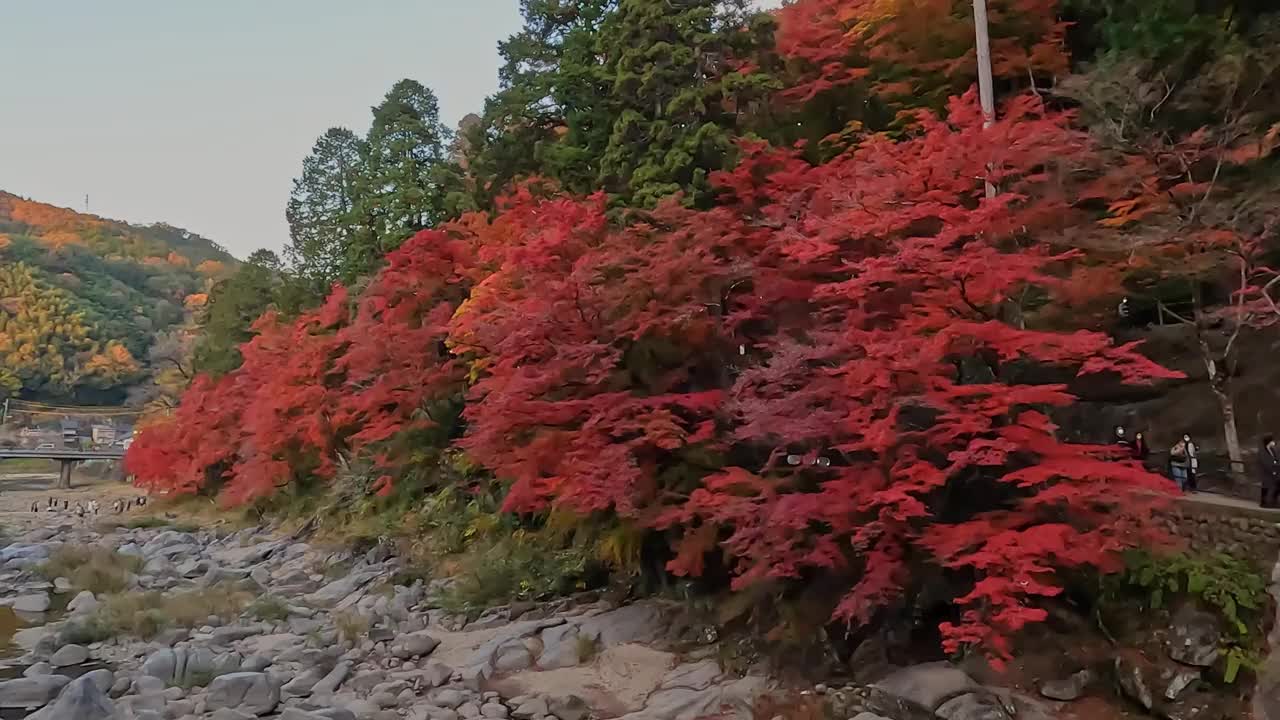 秋天的枫叶视频素材