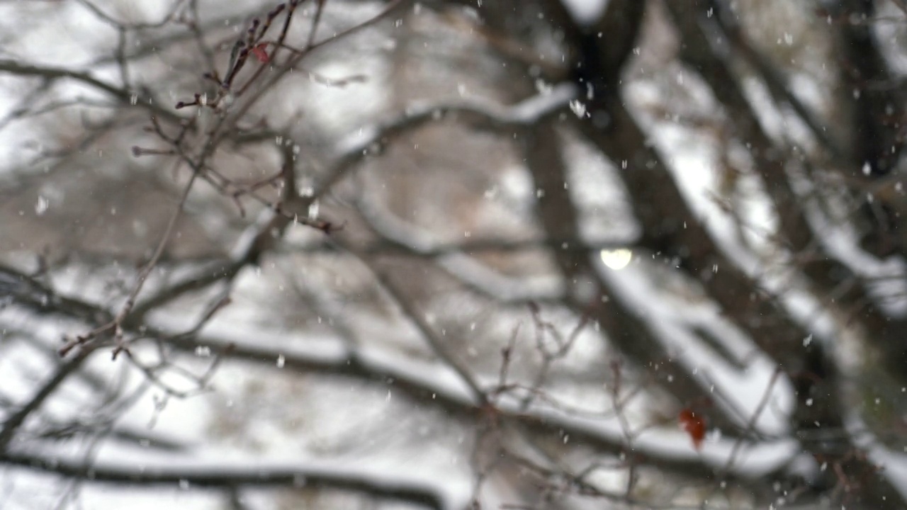 雪花飘落浅聚焦视频下载