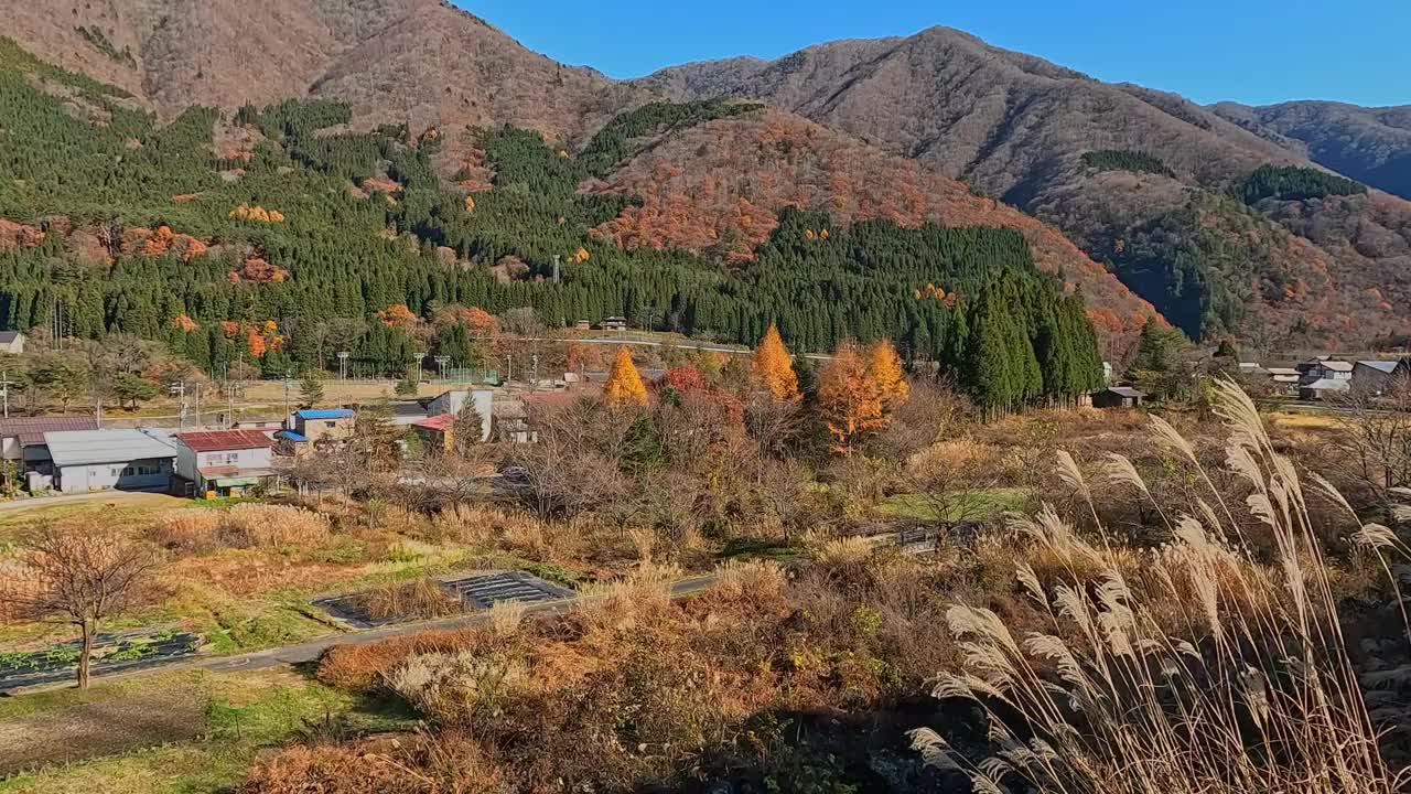 岐阜省秋叶视频素材