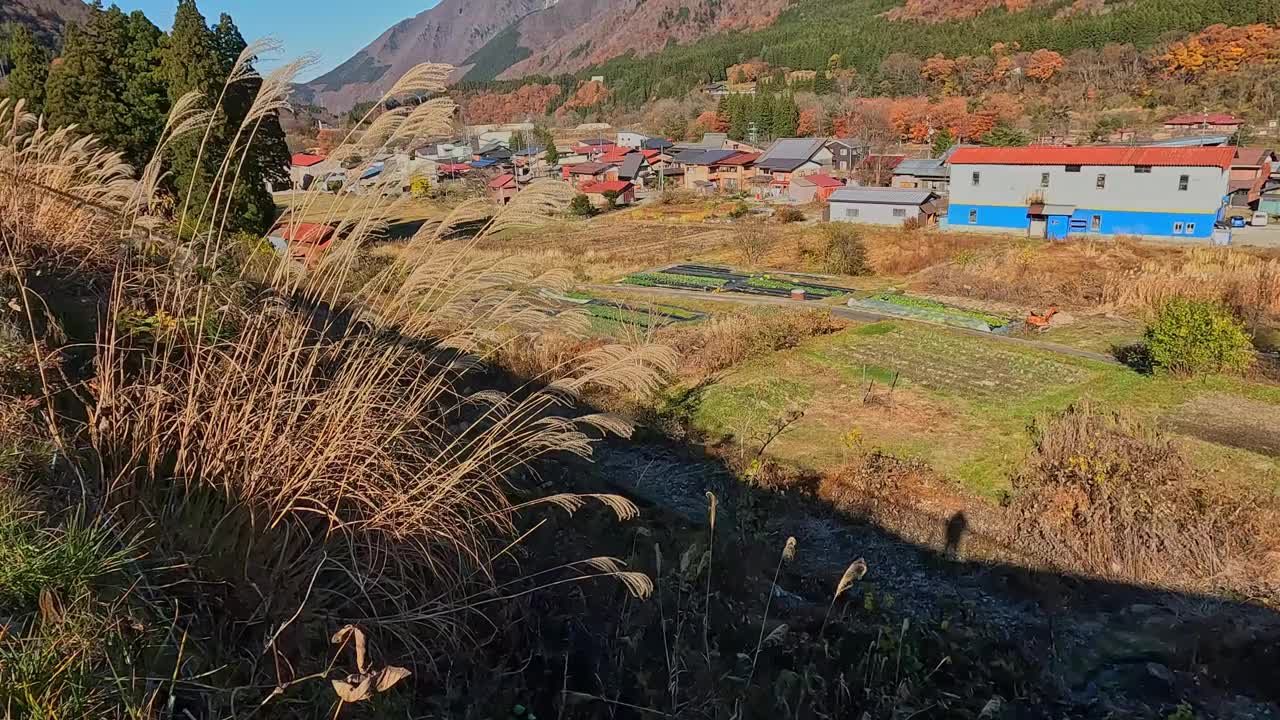 岐阜省秋叶的颜色视频素材