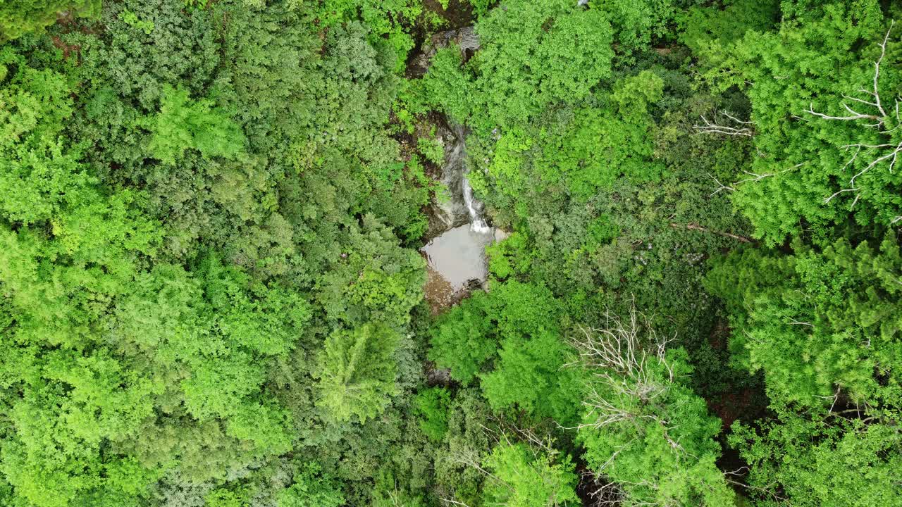 空中俯视河流在热带丛林绿色雨林。4K美丽的夏季景观。视频素材