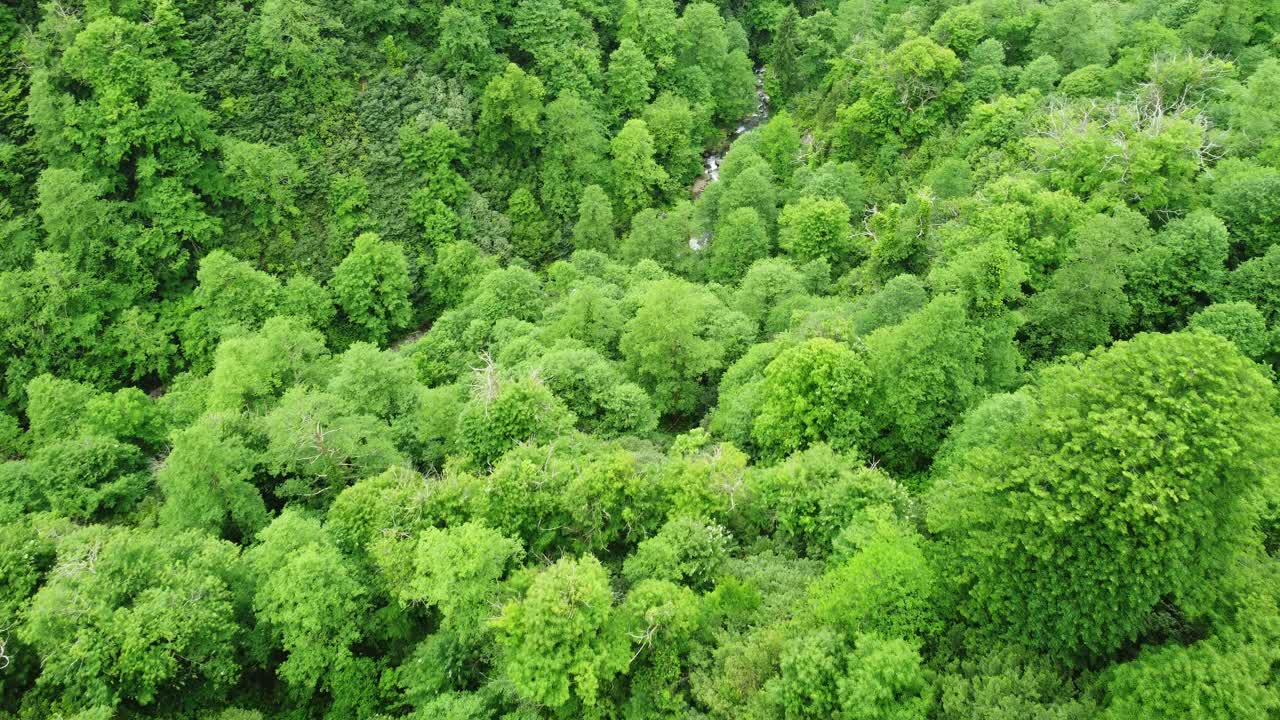 河流在森林自然清晨神奇的空中景观在4k，绿色的雨林树木视频素材