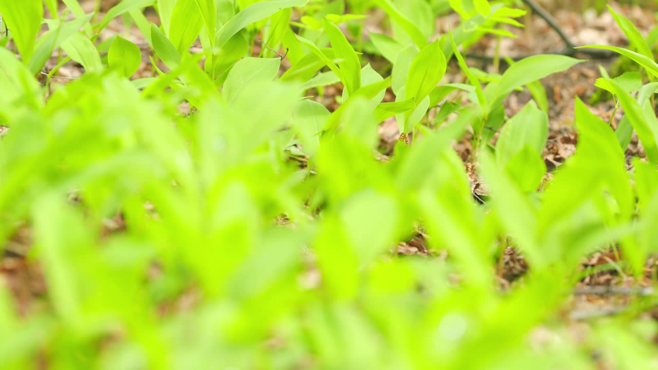 春天的绿色背景与森林中的自然。早春的铃兰地。关闭了。视频素材