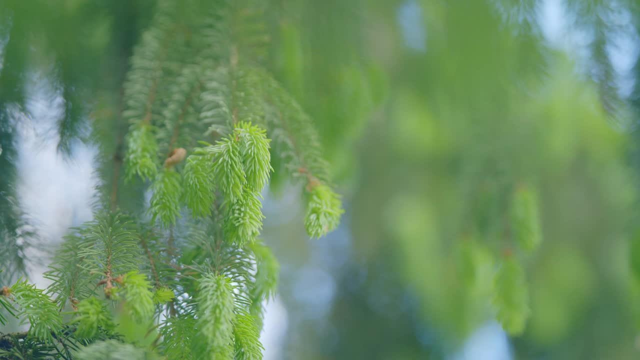 年轻的绿色云杉针宏在自然背景。森林里的云杉嫩芽。缓慢的运动。视频素材