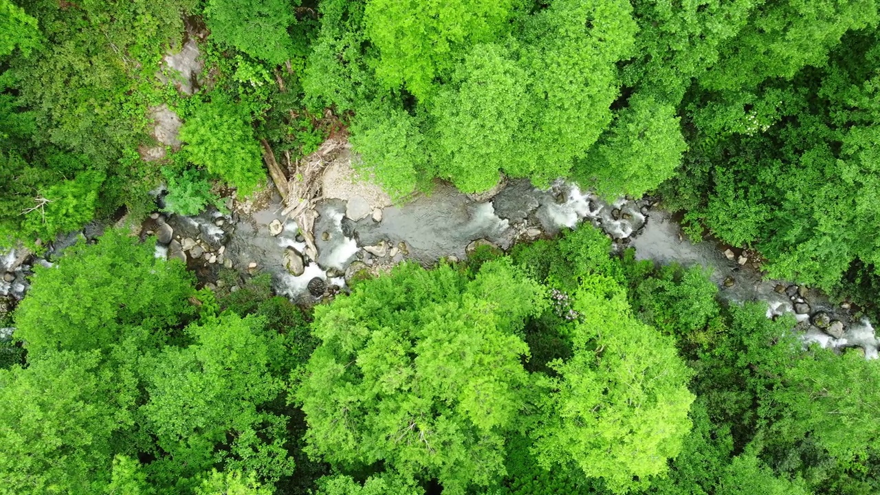 河流在森林自然清晨神奇的空中景观在4k，绿色的雨林树木视频素材