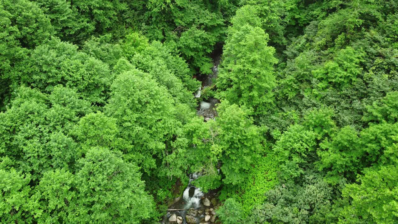 空中俯视河流在热带丛林绿色雨林。4K美丽的夏季景观。视频素材