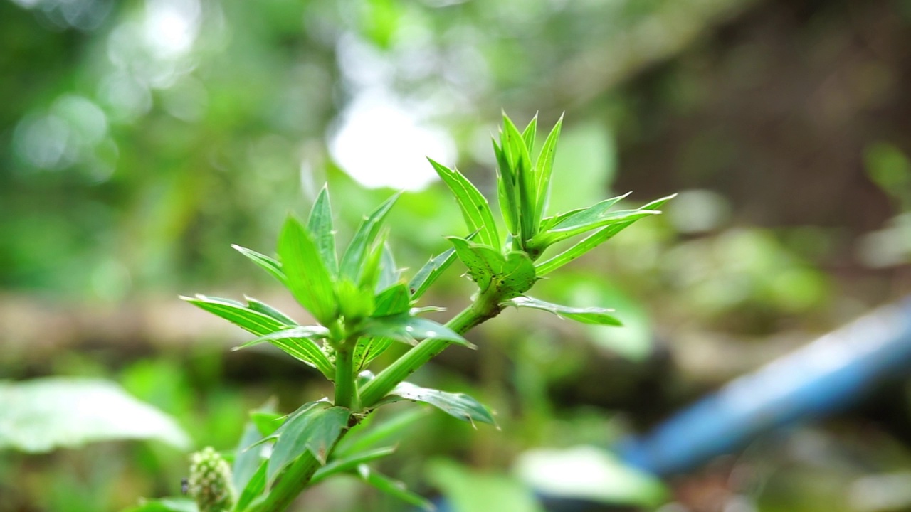 植物的库存镜头近距离拍摄，产生散景或模糊效果视频素材