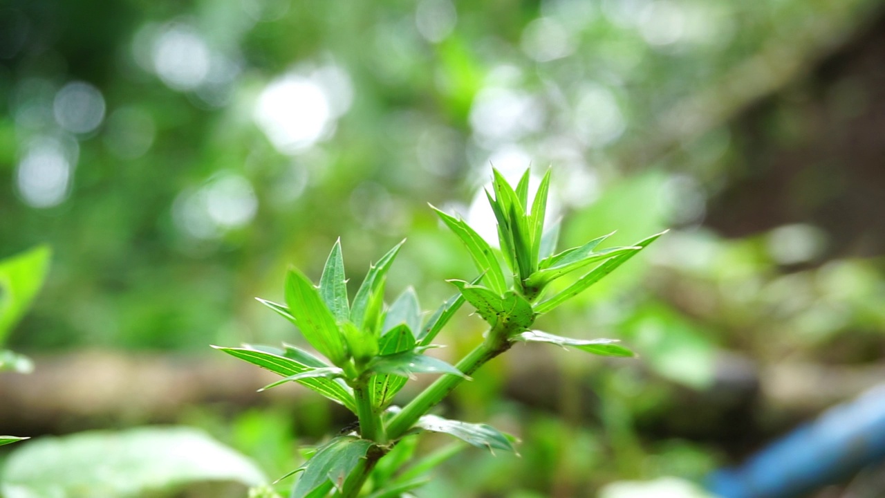 植物的库存镜头近距离拍摄，产生散景或模糊效果视频素材