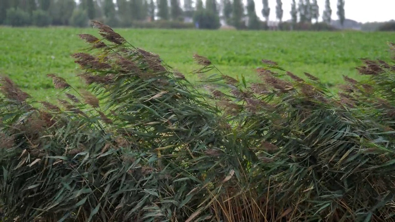 自然风光和芦苇/荷兰视频素材