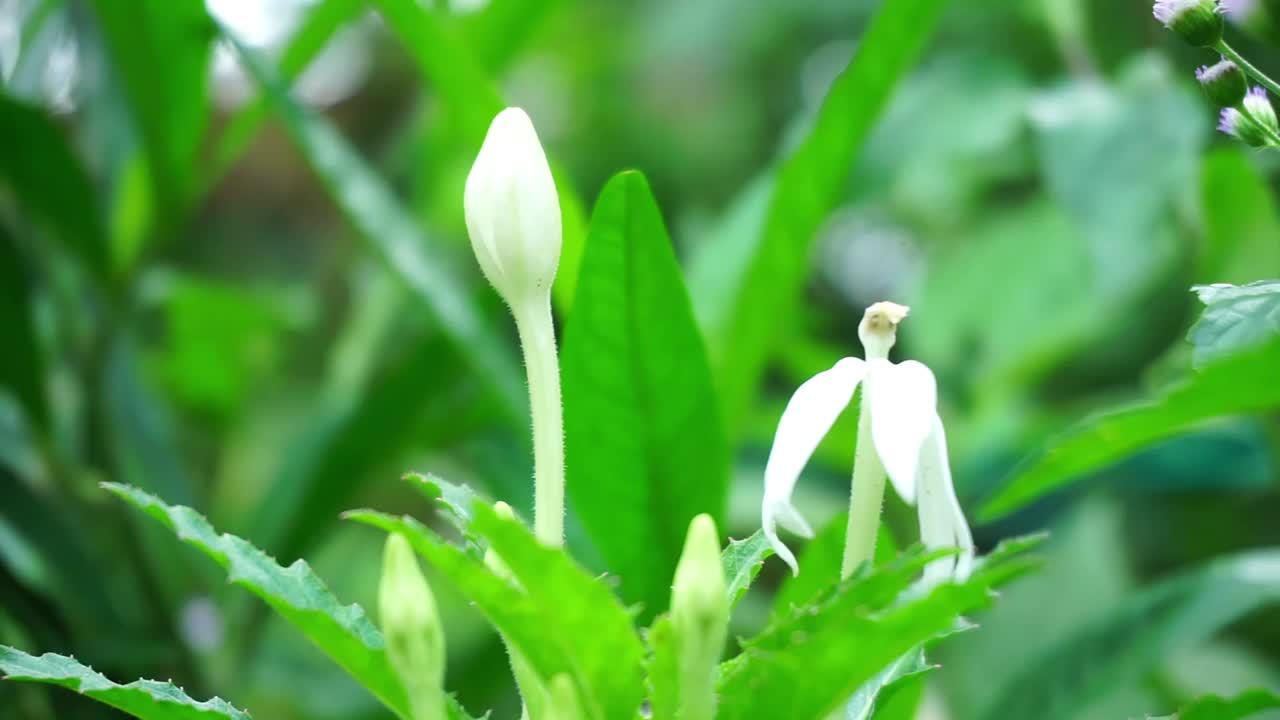 植物的库存镜头近距离拍摄，产生散景或模糊效果视频素材