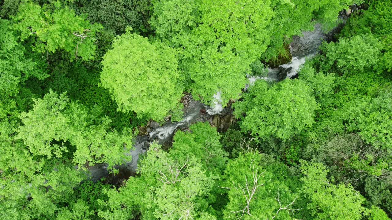 河流在森林自然清晨神奇的空中景观在4k，绿色的雨林树木视频素材