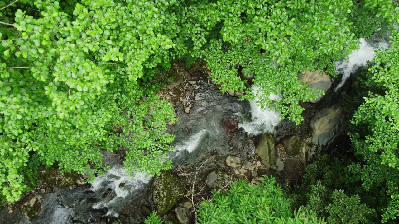 河流在森林自然清晨神奇的空中景观在4k，绿色的雨林树木视频素材