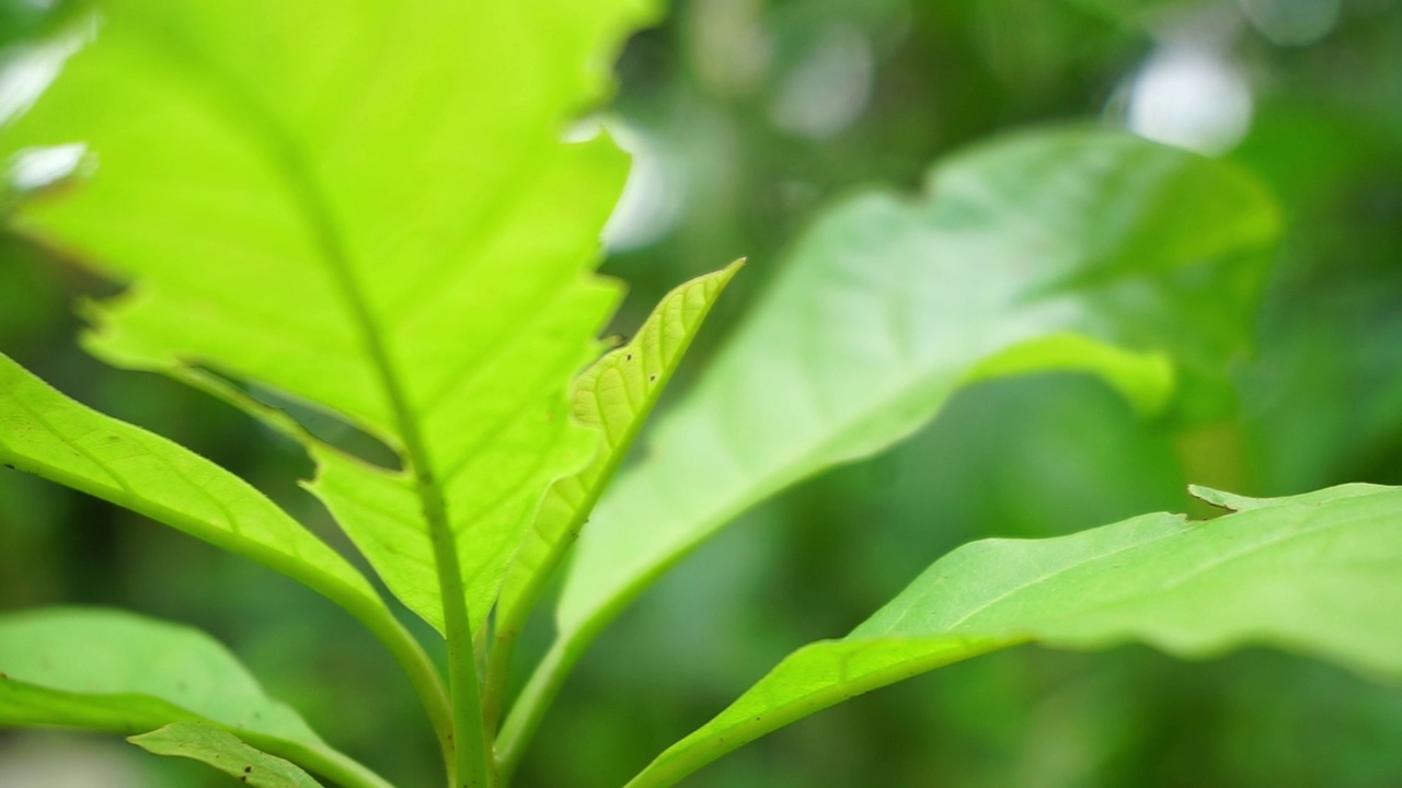 植物的库存镜头近距离拍摄，产生散景或模糊效果视频素材