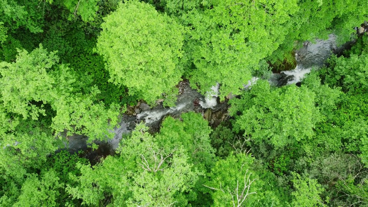 河流在森林自然清晨神奇的空中景观在4k，绿色的雨林树木视频素材