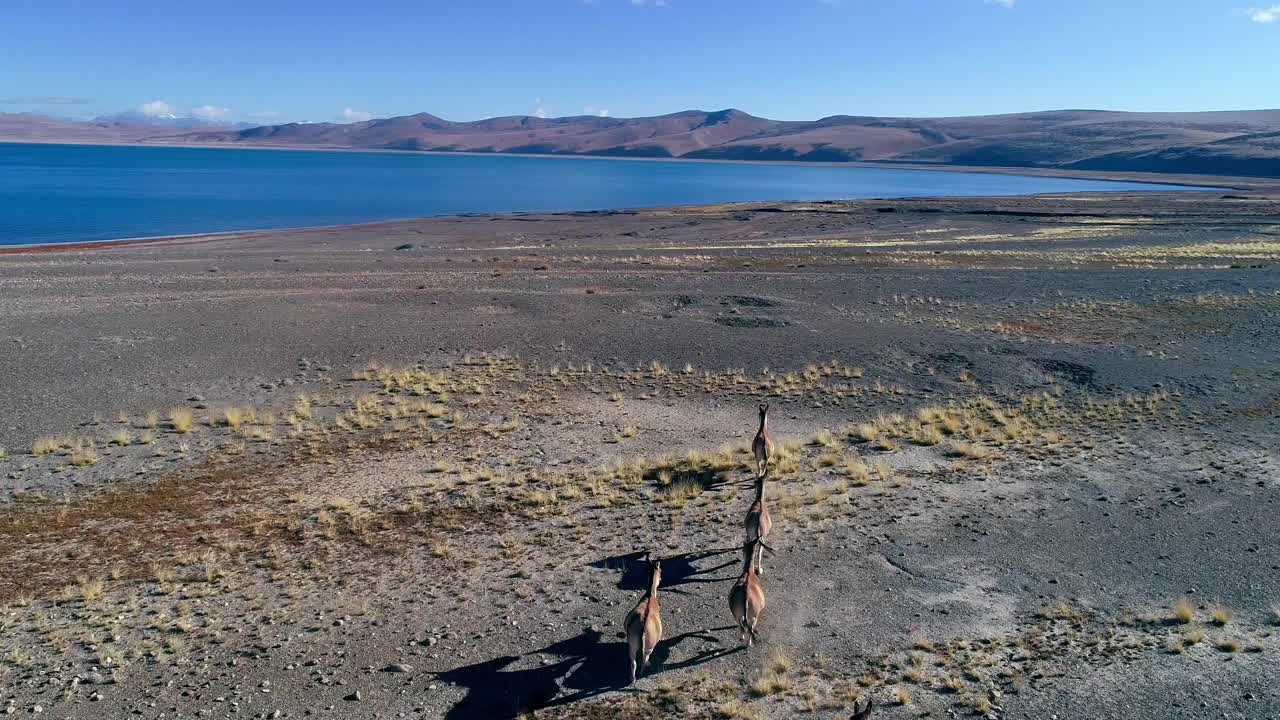 中国新疆阿尔金山的江族视频素材