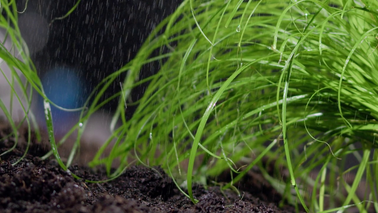 雨落在黑暗背景前的绿草地上视频下载