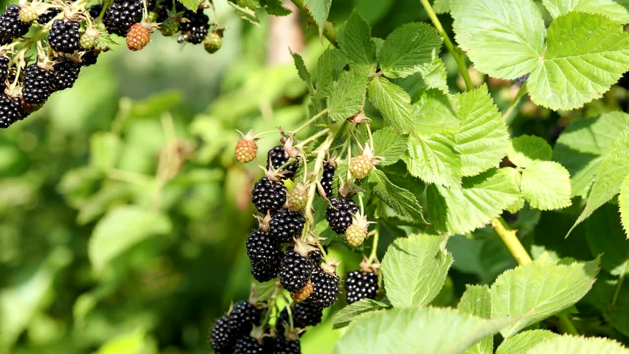 Natural fresh blackberries in a garden in HD VIDEO. Bunch of ripe and unripe blackberry fruit.视频素材