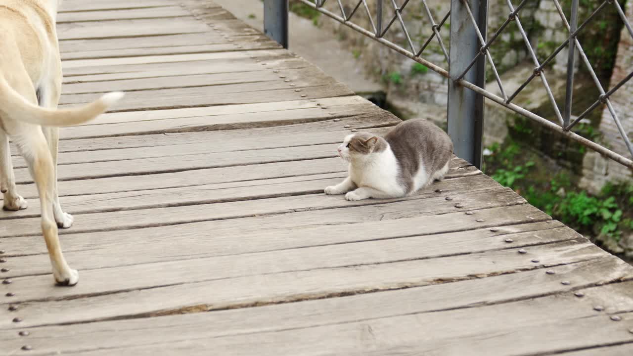 猫在桥上对狗嘶嘶叫。猫和狗之间关系的概念。视频素材