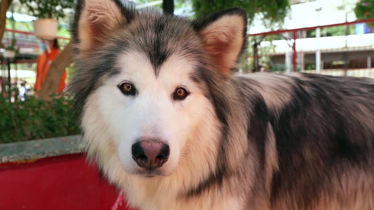 阿拉斯加雪橇犬肖像驯养宠物。视频素材