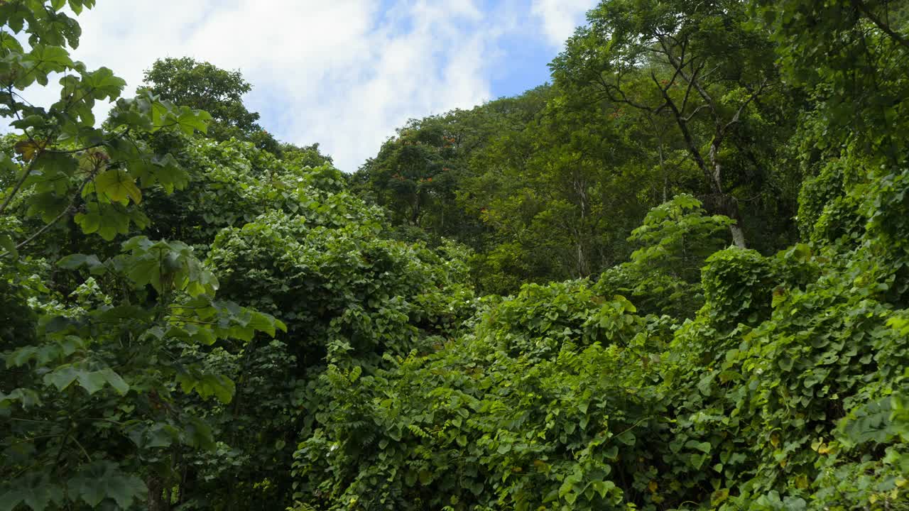 森林树梢上空的天线视频素材