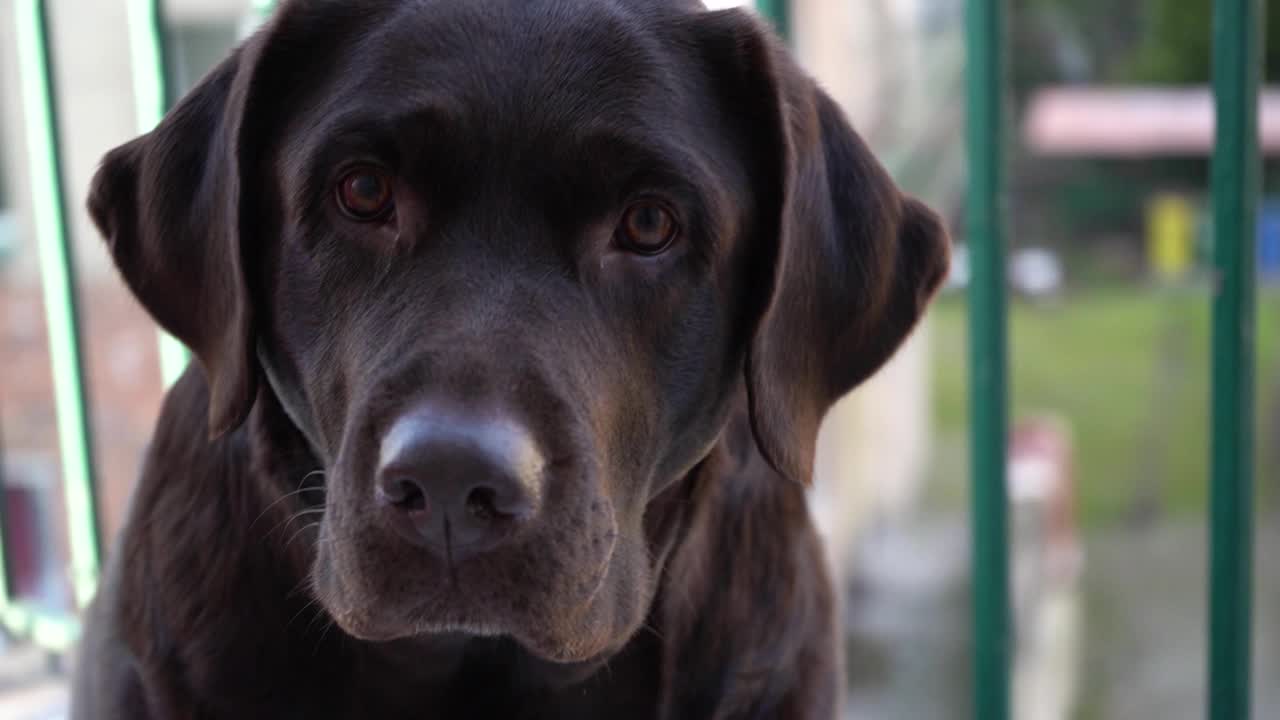 特写美丽的纯种棕色拉布拉多寻回犬，狗看着相机，慢动作。快乐宠物概念，最好的朋友。视频素材