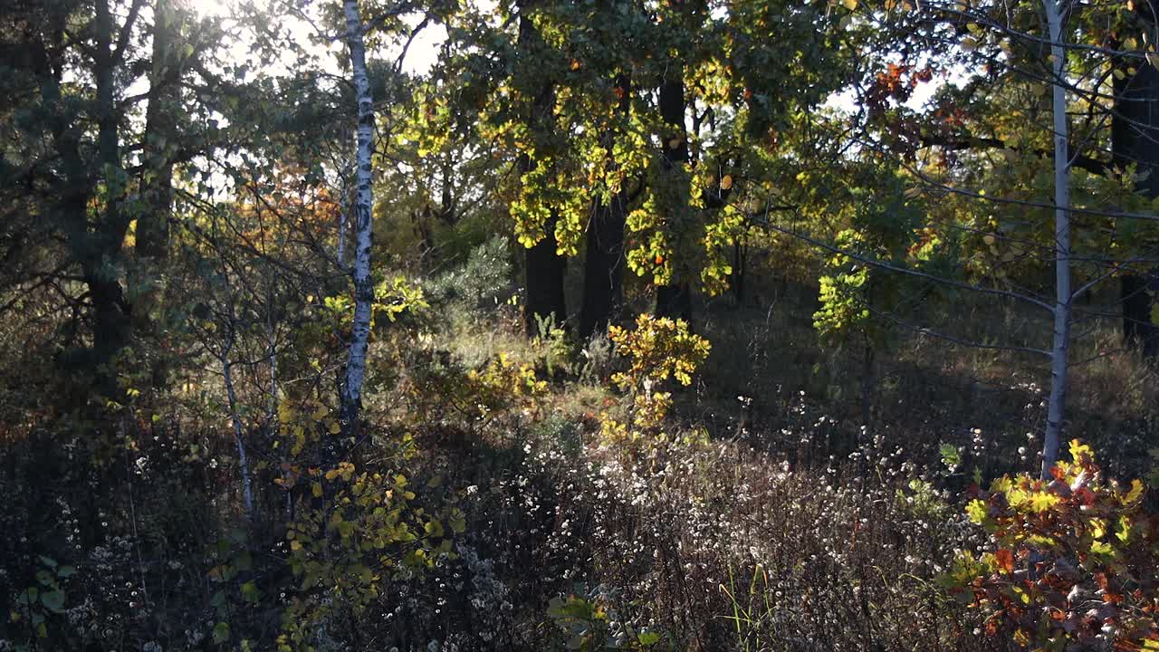 落日照亮了森林中的一片空地。很多树。阳光透过树枝照射进来。树叶，草，植物在风中摇摆。视频素材