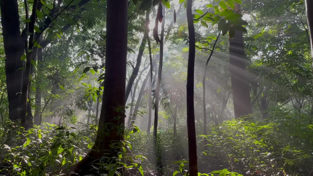 森林里的阳光视频素材