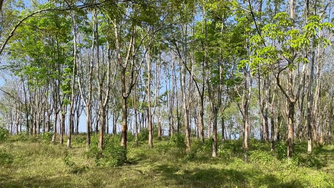 橡胶树种植视频素材