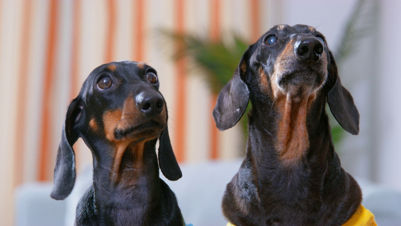 腊肠犬把爪子放在桌子上，向主人乞讨。视频素材