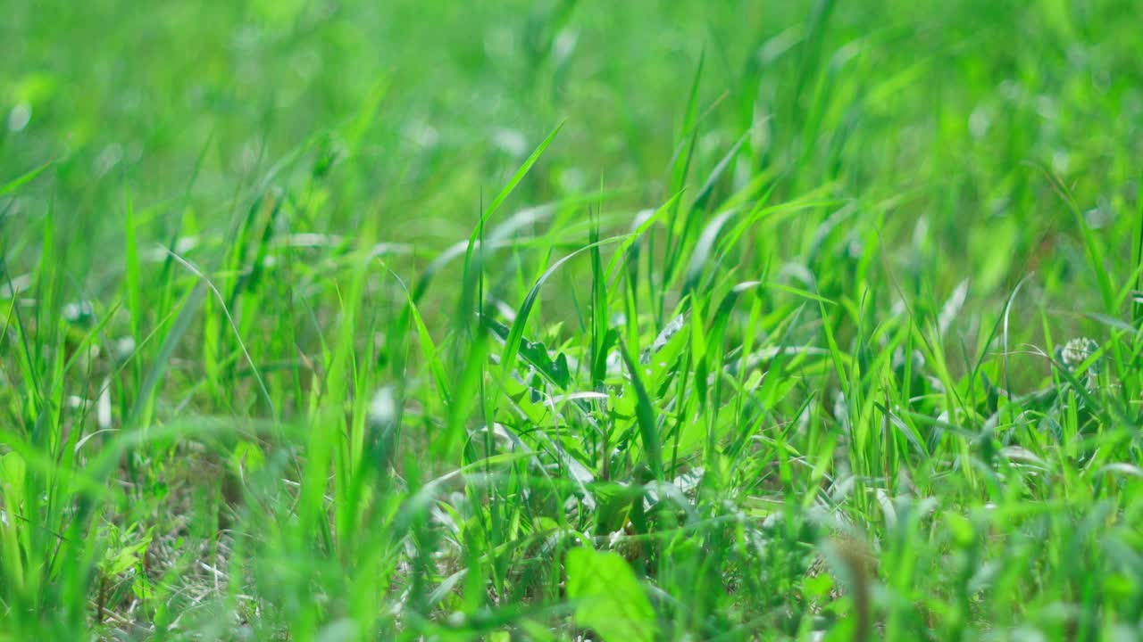 抽象阳光模糊有机视频背景。夏天散焦，春天自然，在随风飘动。有选择性的重点视频素材