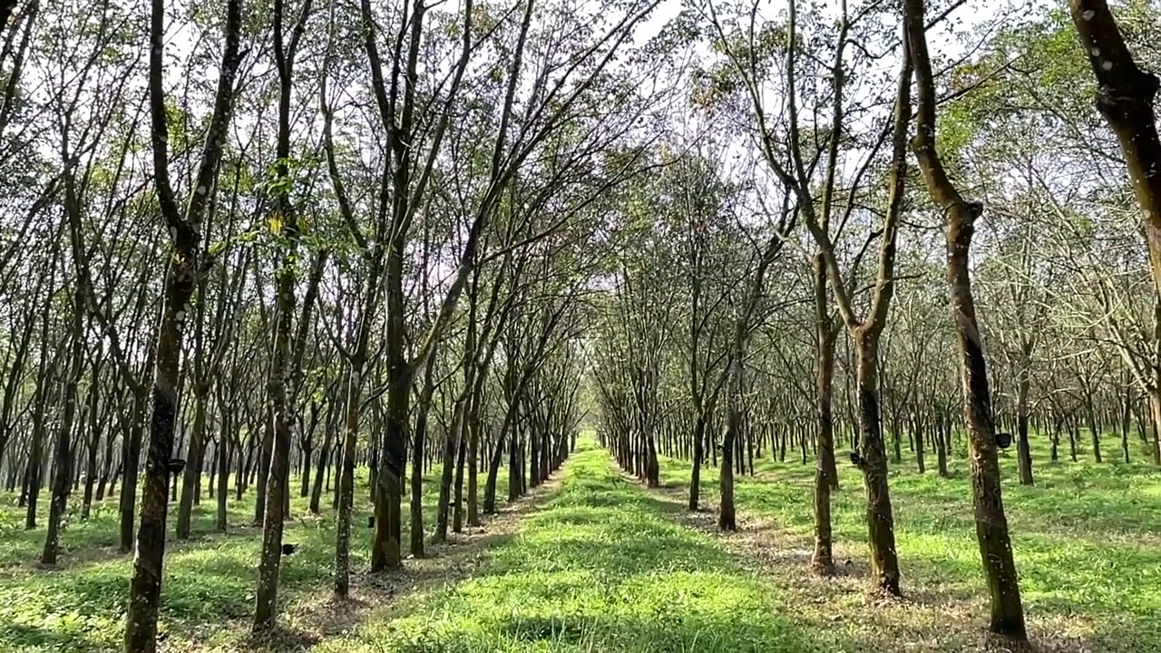 橡胶树种植视频素材