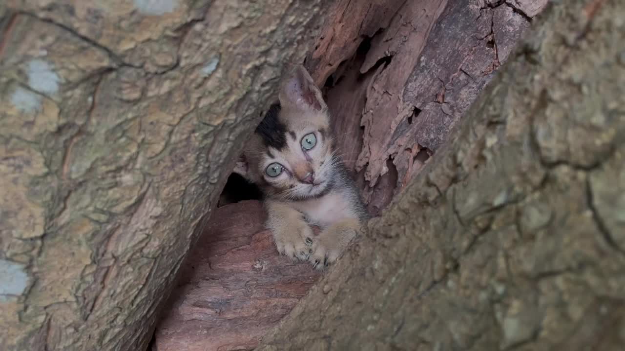 无家可归的猫视频素材