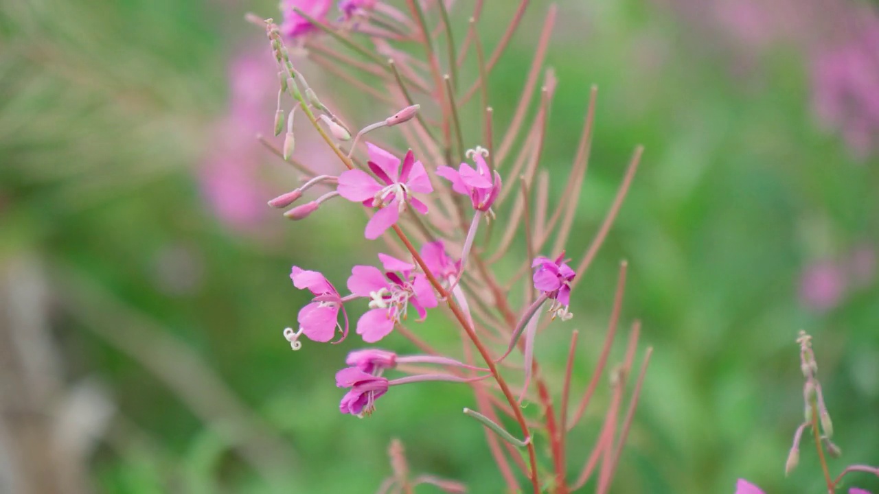 花火草、后毛草、伊凡茶抗、健康食品、传统医药精选重点视频素材