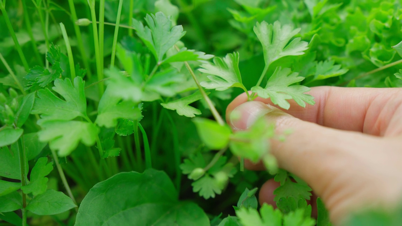 收获欧芹。种在户外的花园里。培育绿化观念视频素材