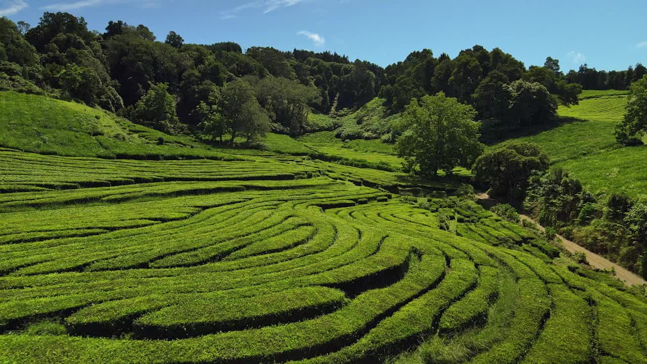 无人机拍摄到了亚速尔群岛圣米格尔的Gorreana茶园视频素材