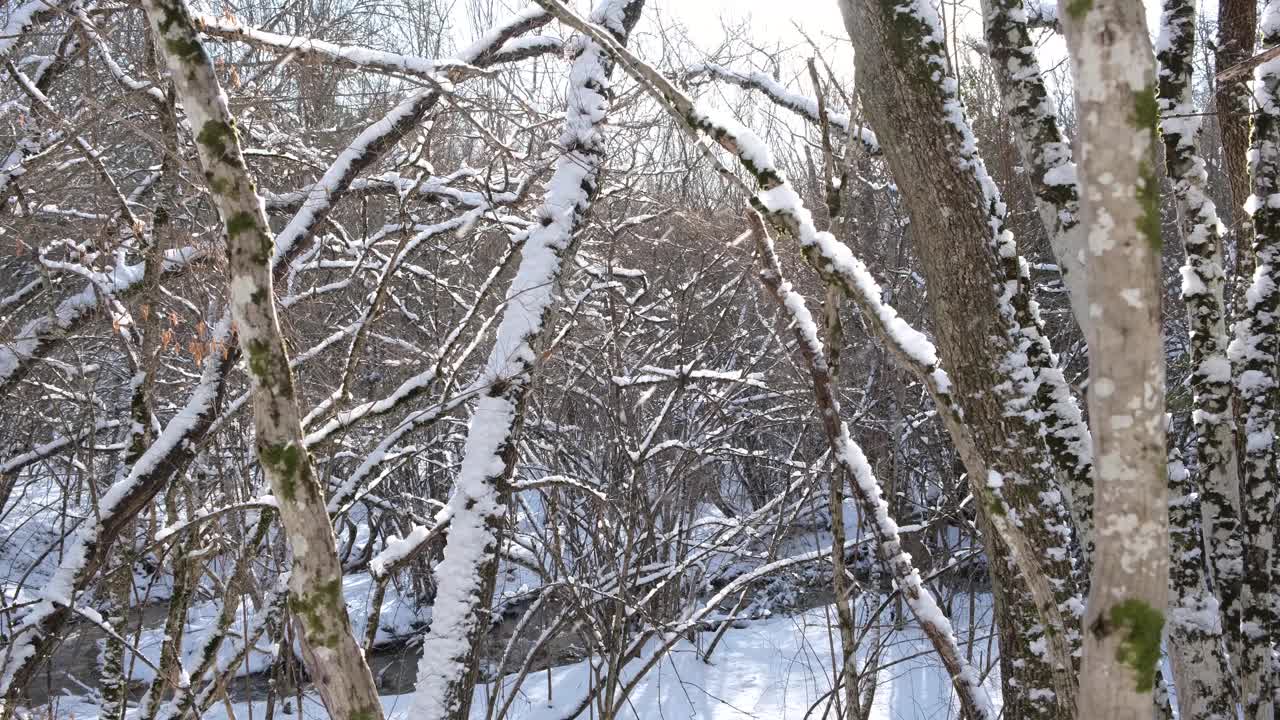 太阳树雪。视频素材