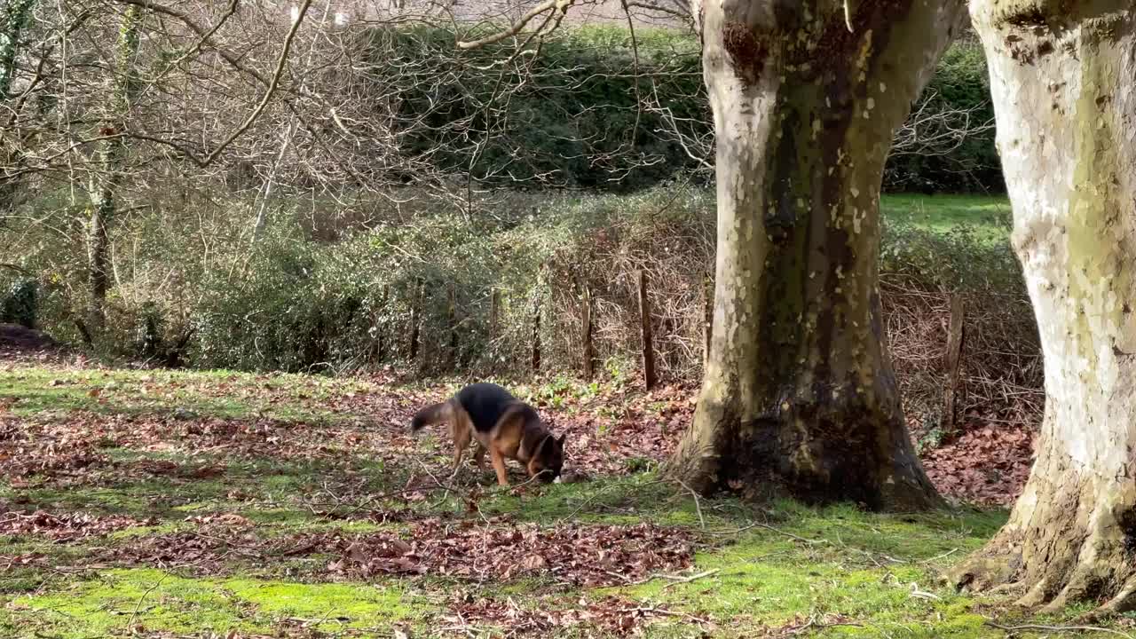 德国牧羊犬玩着一根粗棍子，嘴里叼着它跑视频素材