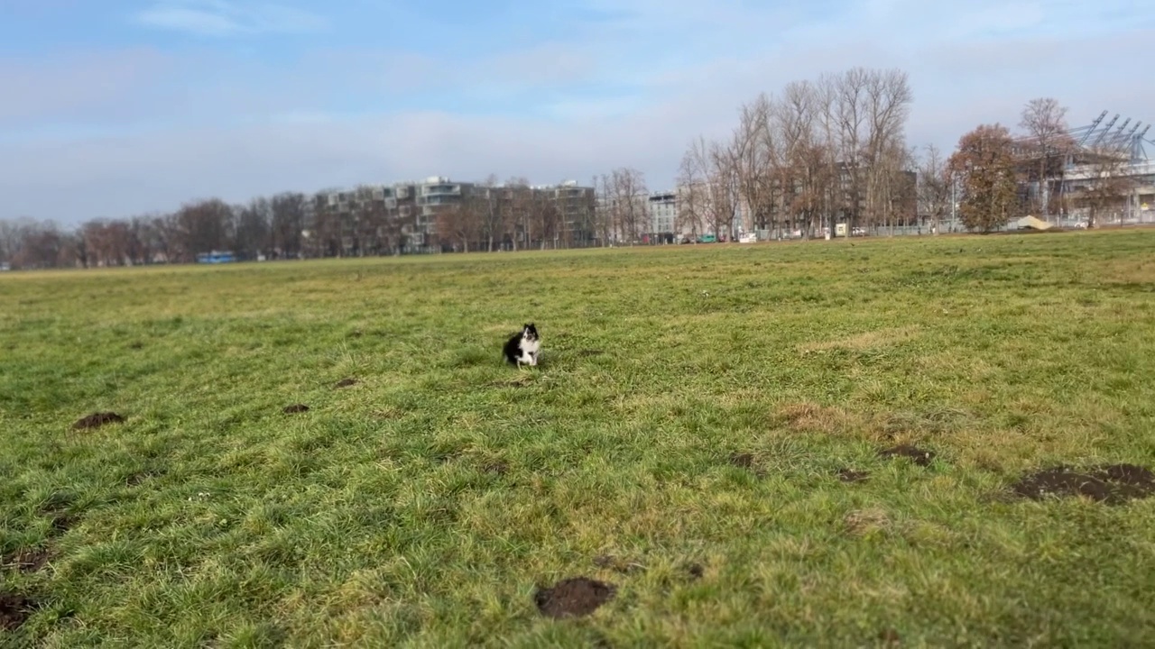 草地上的设得兰牧羊犬视频素材