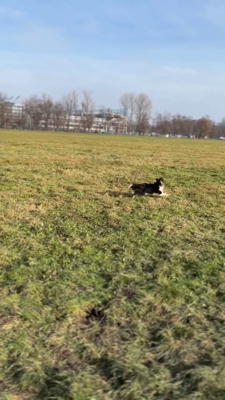 草地上的设得兰牧羊犬视频素材