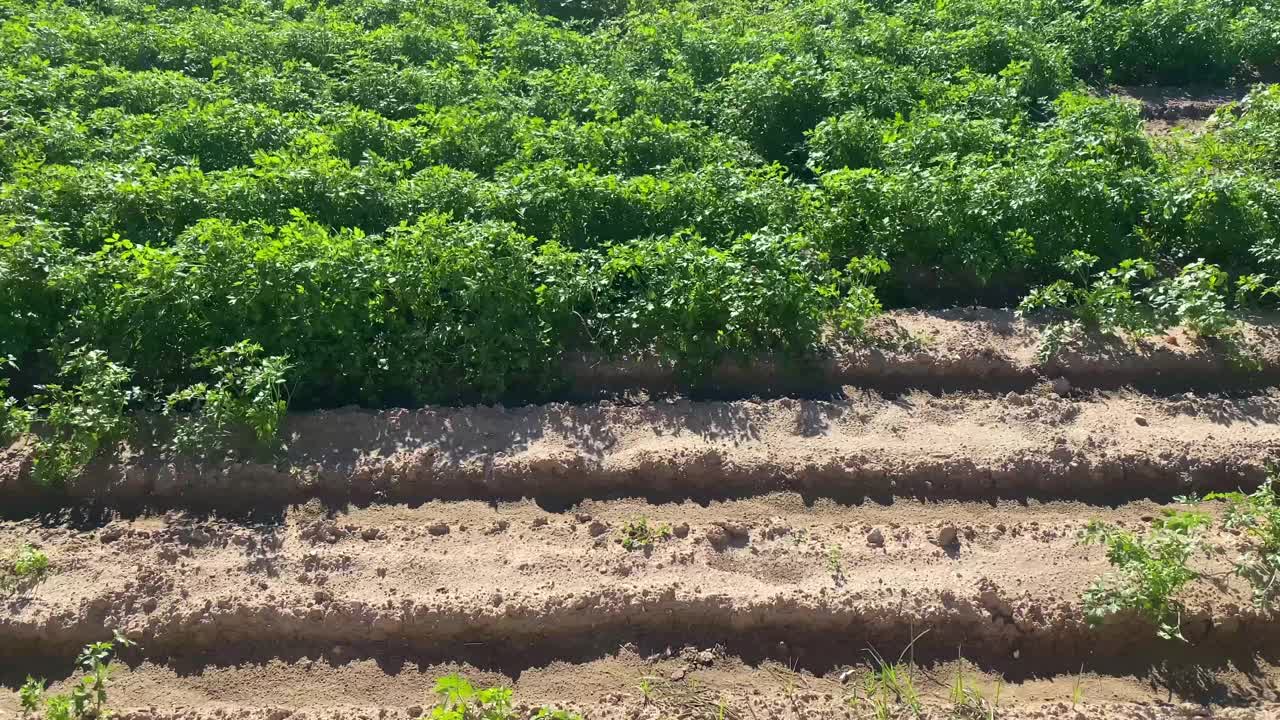 当地果园里的蔬菜视频素材