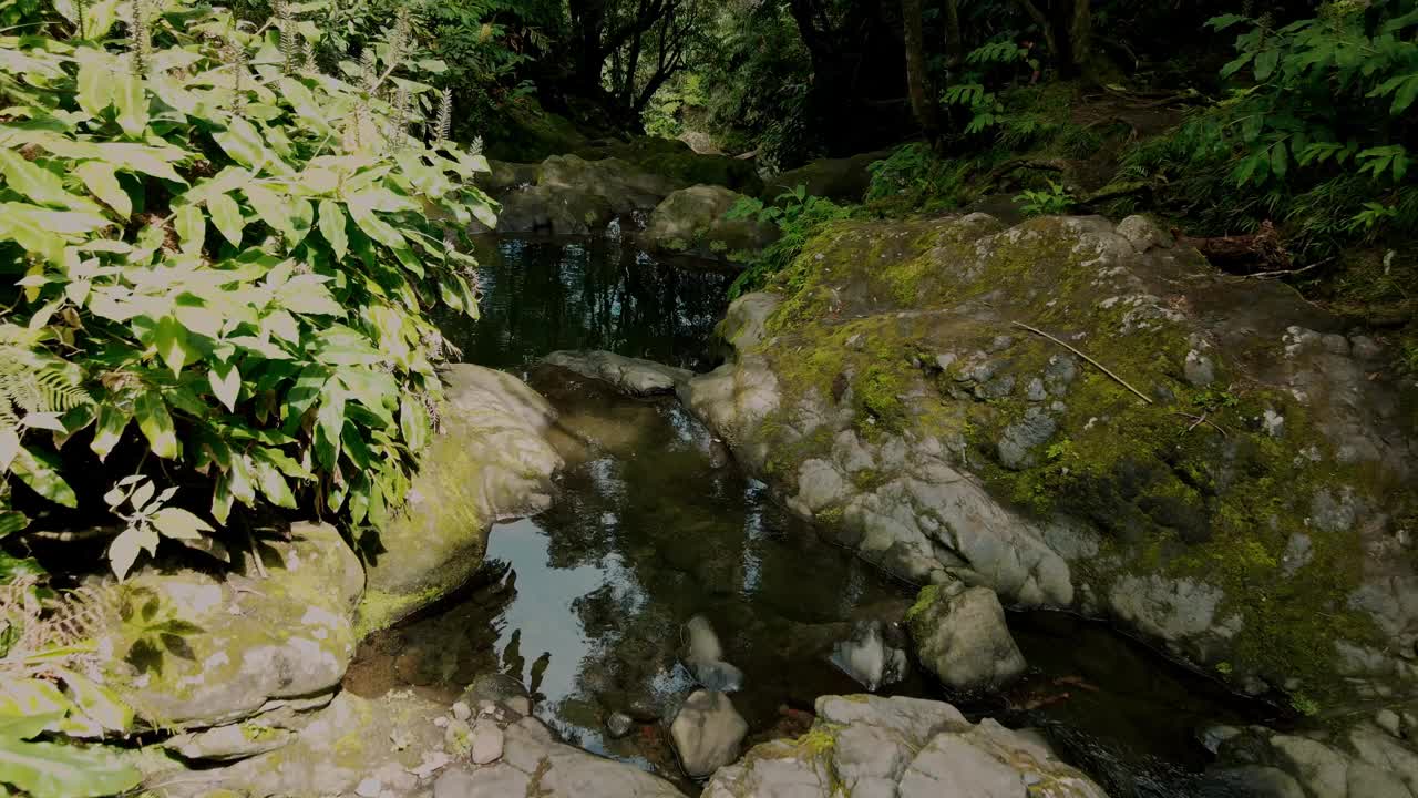 无人机在阳光明媚的雨林沿河飞行视频下载