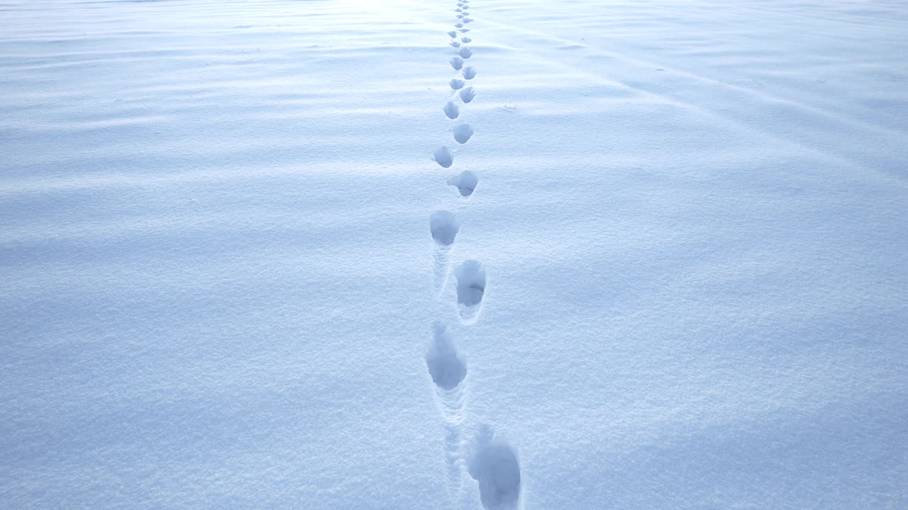 雪地里有深深的人类脚印。视频素材