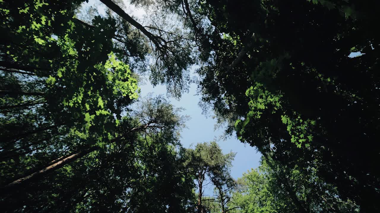 树冠在森林的灌木丛中长出来。从下往上对着天空拍摄。相机平稳旋转视频素材