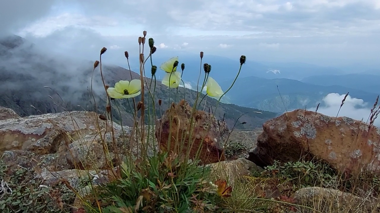 花在高山上视频下载