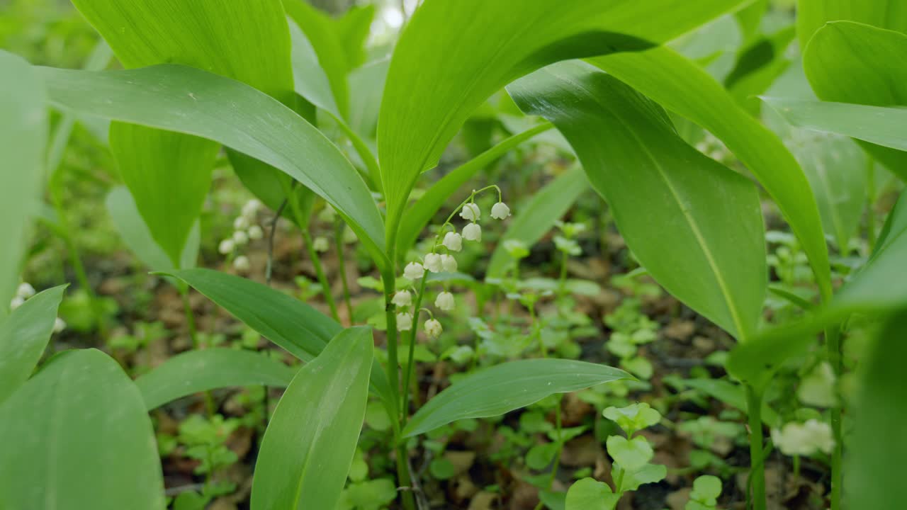 在夏日的森林里，百合花在户外的微风中摇曳。广角镜头。视频素材